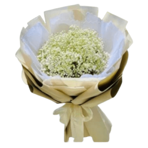 530 bó hoa baby trắng