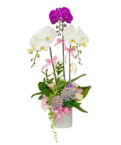 chậu lan hồ điệp tấn tài tấn lộc