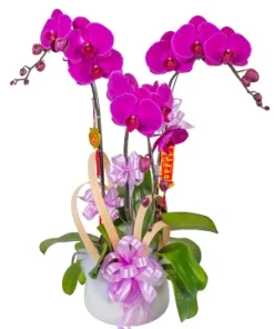 chậu lan hồ điệp tím yêu thương