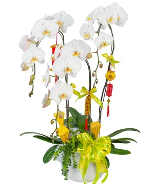 1050G chậu lan hồ điệp hương sắc yêu thương