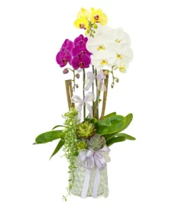 Chậu lan hồ điệp Tam Sắc Hội Tụ