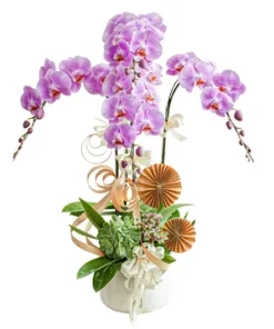 chậu lan hồ điệp tình nồng lan toả