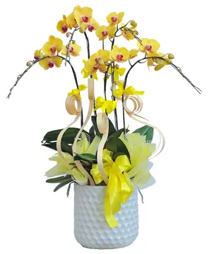 1375 chậu lan hồ điệp vàng toả sáng