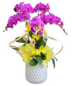 chậu lan hồ điệp duyên hoa gắn kết