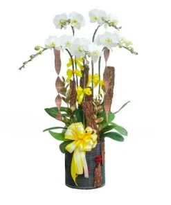 chậu lan hồ điệp ngọt ngào ngày mới