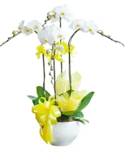 chậu lan hồ điệp sắc hương hạnh phúc