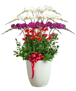 chậu lan hồ điệp hương tình vĩnh cữu