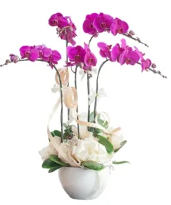 chậu lan hồ điệp hoàng gia thanh khiết