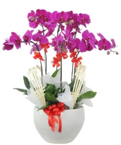 chậu lan hồ điệp tinh khôi sắc ngọc