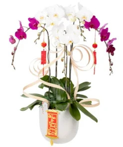 chậu lan hồ điệp lan ngà quý phái