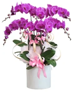 chậu lan hồ điệp tình thắm muôn hoa