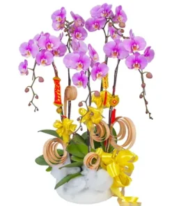 chậu lan hồ điệp trân quý tinh hoa