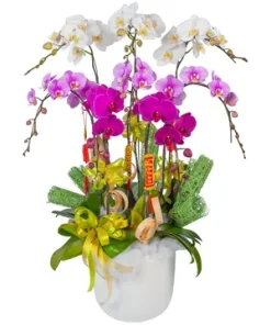 châu lan hồ điệp kim diệp thanh cao