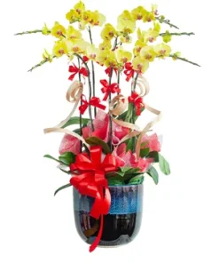 chậu lan hồ điệp quý lan đế vương