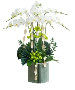 Chậu lan hồ điệp ngọc sắc hoàn mỹ