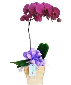 chậu lan hồ điệp tím phú quý