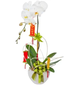 chậu lan hồ điệp vương giả sắc