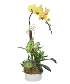 chậu lan hồ điệp trắng tinh khôi