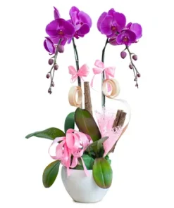 chậu lan hồ điệp vượng khí an khang