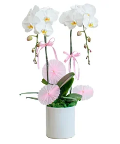 chậu lan hồ điệp trắng hưng gia phát lộc