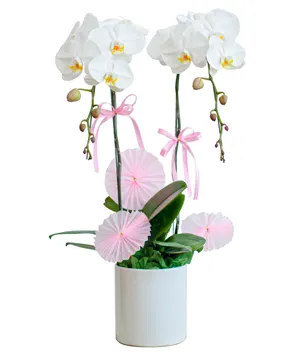 577 chậu lan hồ điệp trắng hưng gia phát lộc