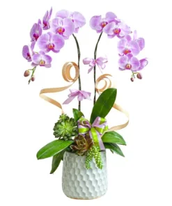 chậu lan hồ điệp kim ngọc mãn đường