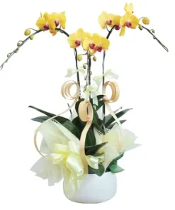 chậu lan hồ điệp tam hoa tuyệt tác