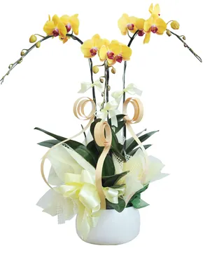 825 chậu lan hồ điệp tam hoa tuyệt tác