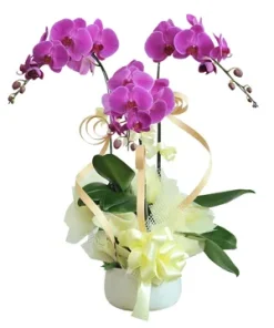 chậu lan hồ điệp tài lộc sum vầy