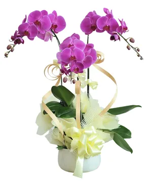 850 chậu lan hồ điệp tài lộc sum vầy