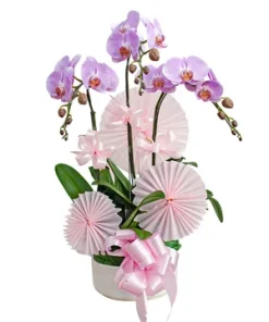 chậu lan hồ điệp cát tường như ý