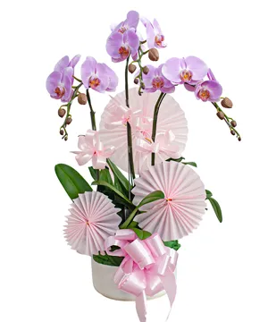 880 chậu lan hồ điệp cát tường như ý