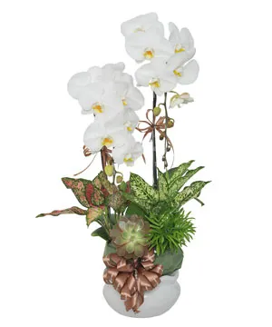 900 chậu lan hồ điệp đại phát thành công