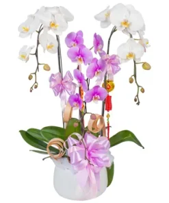 chậu lan hồ điệp thịnh vượng trường tồn