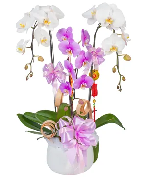 950 chậu lan hồ điệp thịnh vượng trường tồn