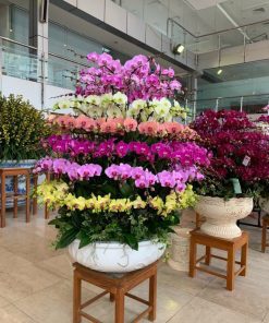 Chậu Lan Hồ Điệp Cao Cấp: Tuyệt Tác Quà Tặng Ý Nghĩa