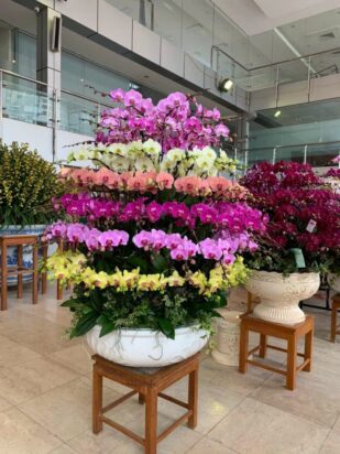 Chậu Lan Hồ Điệp Cao Cấp: Tuyệt Tác Quà Tặng Ý Nghĩa