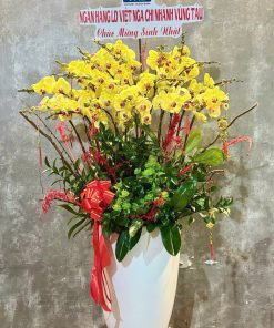 lan hồ điệp khoe sắc