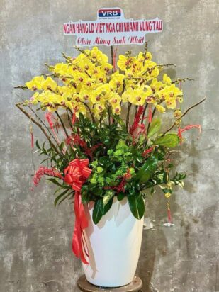 lan hồ điệp khoe sắc