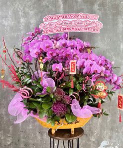 Chậu lan hồ điệp tím