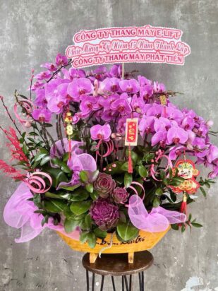 Chậu lan hồ điệp tím