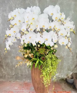 Châu Hoa Lan phú quý cát tường