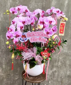 chậu lan hồ điệp vạn sự hanh thông