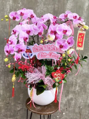 chậu lan hồ điệp vạn sự hanh thông