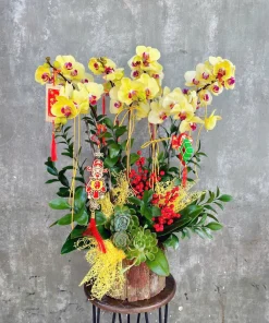 chậu lan hồ điệp đại lộc đại phát