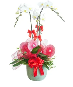 chậu lan hồ điệp lan phát trường hưng