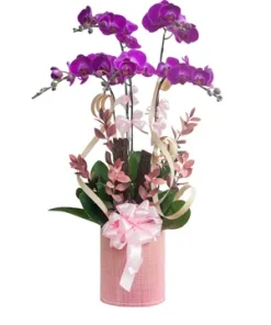 chậu lan hồ điệp đại lộc khai xuân