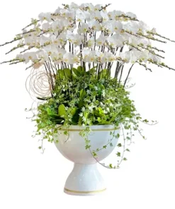 chậu lan hồ điệp hưng vượng toàn gia