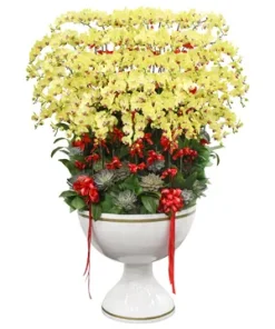 Chậu lan hồ điệp vinh hoa mãn đường