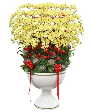 18000 Chậu lan hồ điệp vinh hoa mãn đường